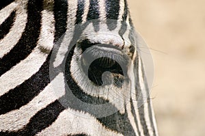 Close-up of zebra eye with long eyelashes