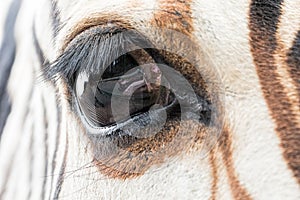 Close-up of zebra eye with a reflection of another zebra