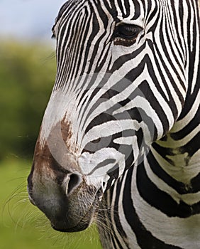 A Close Up of a Zebra Face and Whiskered Muzzle, Equus grevyi