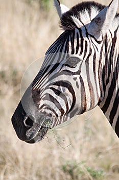 Close-up of Zebra Feeding in Etosha National Park, Namibia