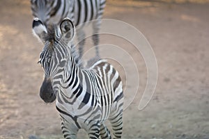 Close up of a Zebra foal, standing outdoors