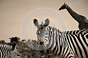 Close up of a zebra in front of a giraffe in Kenya in black and white