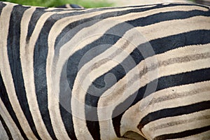 Close up zebra fur texture