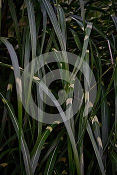 Close-up zebra grass photo with shadows