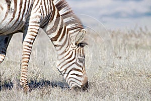 Close up of a zebra grazing in drought parched field