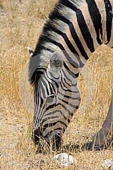 Close up of a zebra head feeding on dry grass