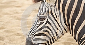 Close up of a zebra head. High definition shot.