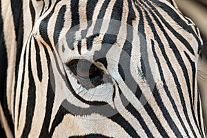 Close up of Zebra head including eye contact