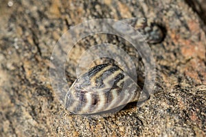 Invasive Zebra Mussel - Dreissena polymorpha photo