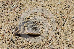 Invasive Zebra Mussel - Dreissena polymorpha photo