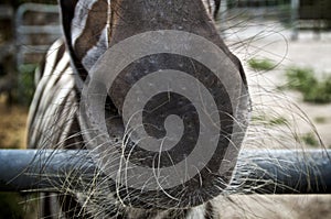 Close up of zebra muzzle with long whiskers