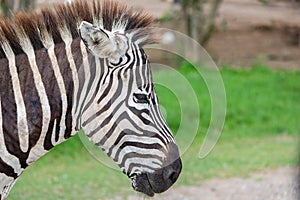 Close up zebra`s head