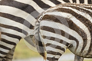 Close up on zebra`s stripey skin in Amboseli Kenya