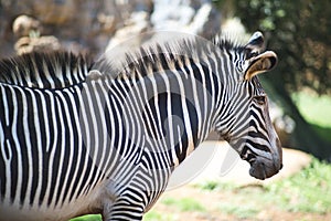 Close up of a zebra