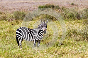 Close-up of zebra in Serengeti National Park, Tanzania