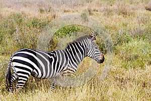 Close-up of zebra in Serengeti National Park, Tanzania