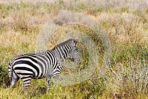 Close-up of zebra in Serengeti National Park, Tanzania