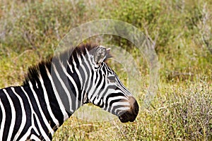 Close-up of zebra in Serengeti, Tanzania