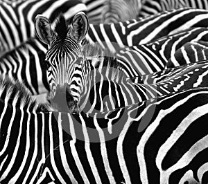 Close up from a zebra surrounded with his herd