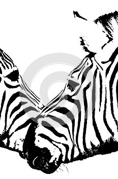 Zebras in black & white