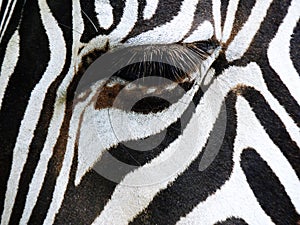 Close up of zebras eye at Marwell Zoo England