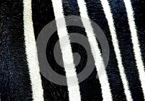 Close up of zebras markings at Marwell Zoo England