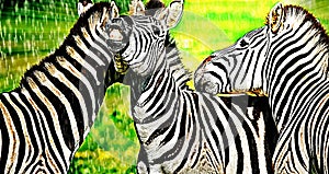 Zebras horsing around mixed media