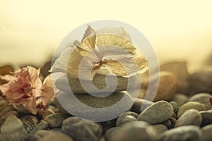 Close-up of a zen-style stack of stones with a white flower on top in a beach setting with warm light