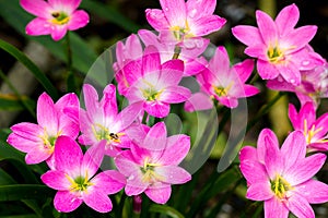 Close up of Zephyranthes lily