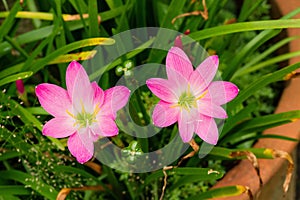 Close up of Zephyranthes lily