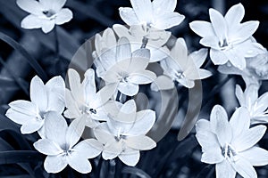 Close up of Zephyranthes lily in monochrome