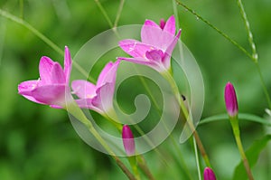 Close up of Zephyranthes Lily or Rain Lily