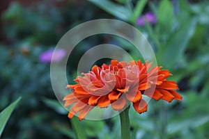 Close up of Zinnia Flower in Full Bloom