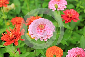 Close-up zinnia flower in the garden