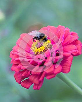 Close up of Zinnia. Lilac flower of Zinnia. Flower of Zinnia. Floral background.Common Classic Zinnia. Lilac flower. Purple flower