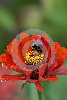 Close up of Zinnia. Lilac flower of Zinnia. Flower of Zinnia. Floral background.Common Classic Zinnia. Lilac flower. Purple flower