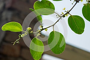 Close up of ziziphus jujube leaves