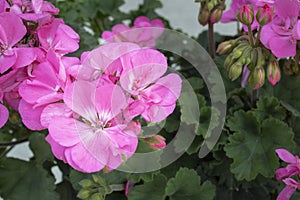 Close-up of zonal geranium flower