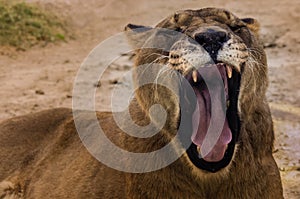 Close Up Zoom of Lion female open her mouth and roaring photo
