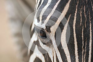 Close up zoom shot of zebra face.