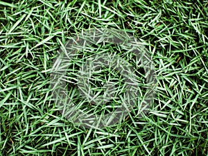 Close up zoysia japonica