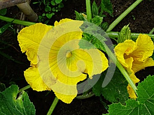 Close up of a zucchini Cucurbita pepo  plant in the vegetable garden with yellow flowers