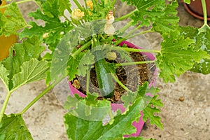 Close-up of zucchini fruit grown in plastic pots
