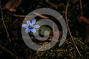 Blue Spring Flowers in a Forest