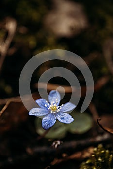 Blue Spring Flowers in a Forest