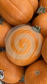 Close upf of a pile of orange pumkin