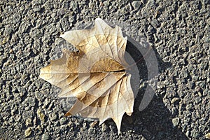 Close upo of one dreid out leaf