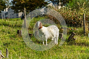 Close-ups of Goats Acen -Boergeder