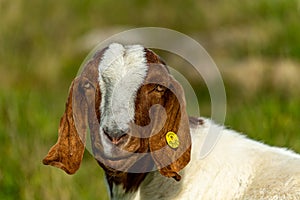 Close-ups of Goats Acen -Boergeder