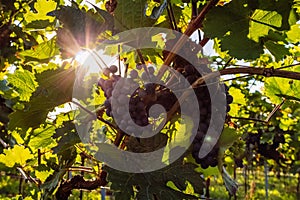 Close-ups of grapes in a vineyard